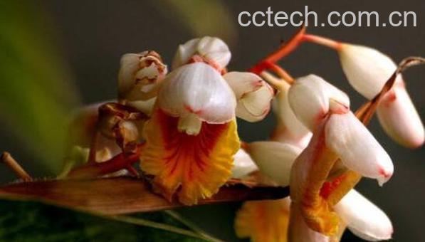 豆蔻花油的功效与作用-0