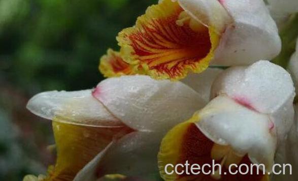 豆蔻花油的功效与作用-1