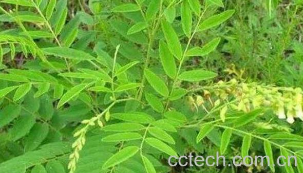 中药苦参的功效与作用-0