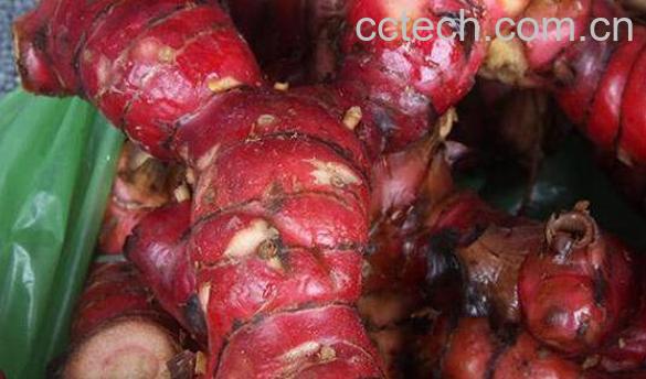 南姜的功效与作用-0