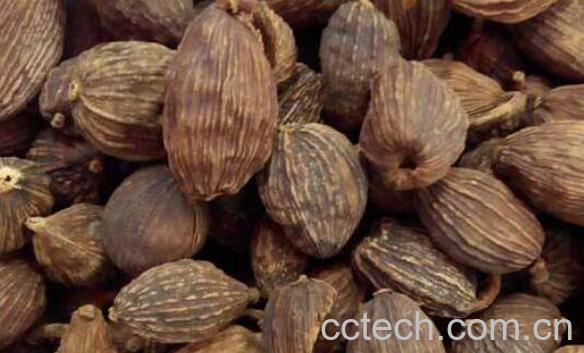 草果的功效与作用及食用方法-1