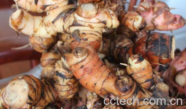 南姜的功效与作用-1