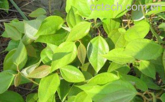 乌药的功效与作用及常见用法-1