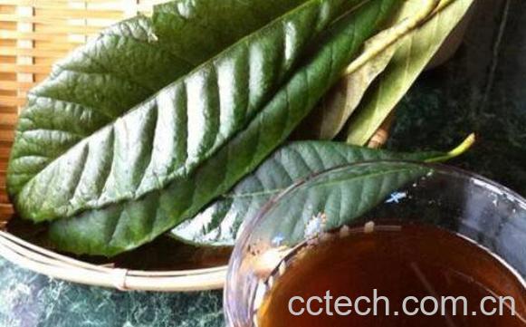 枇杷叶煮水的功效与作用 枇杷叶怎么煮水-1