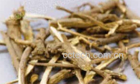 北柴胡的功效与作用 北柴胡怎么鉴别-0