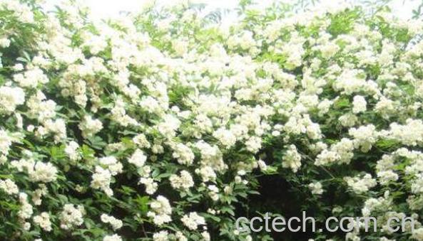 清木香的功效与作用-0