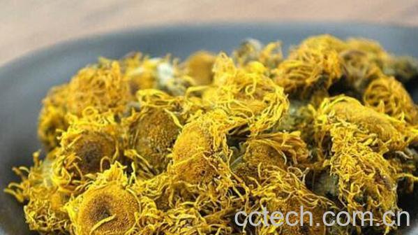  旋覆花的功效与作用及常见用法-0