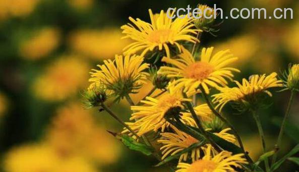  旋覆花的功效与作用及常见用法-1