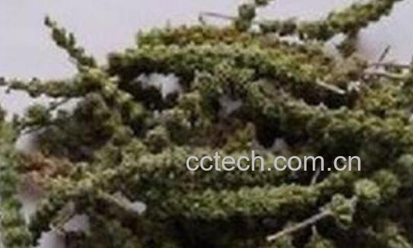 荆芥穗的功效与作用及药用价值-1