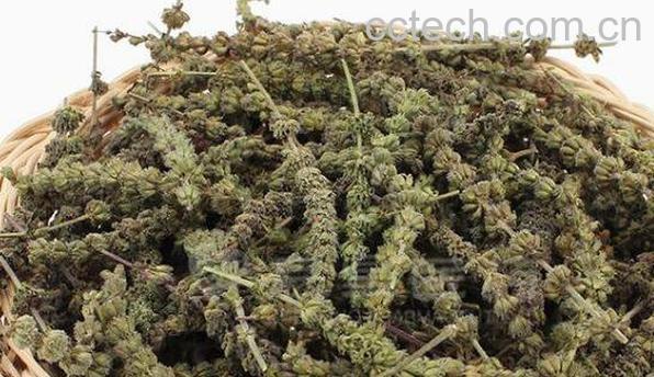 荆芥穗的功效与作用及药用价值-0