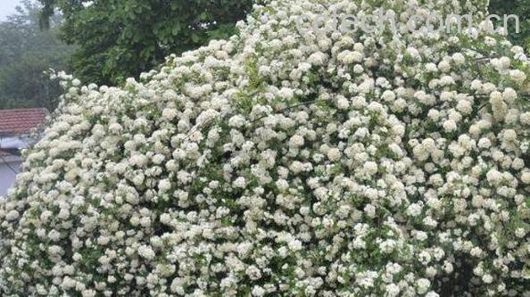 木香的功效与作用 木香的食用方法-0