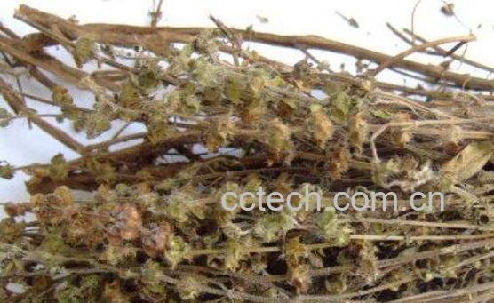 荆芥的功效与作用及药用价值-0