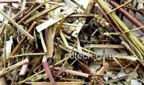 荆芥的功效与作用及药用价值-1