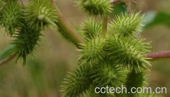 苍耳子和苍耳草的区别 苍耳子的功效-1