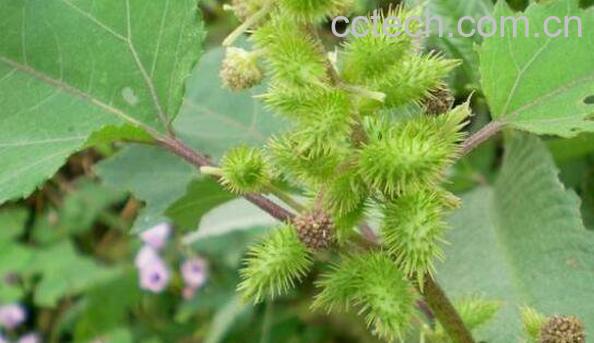 苍耳子和苍耳草的区别 苍耳子的功效-0