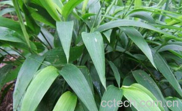 淡竹叶的功效与作用及副作用-0