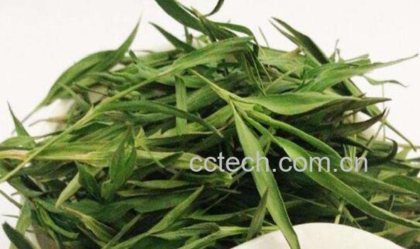 淡竹叶的功效与作用及副作用-1