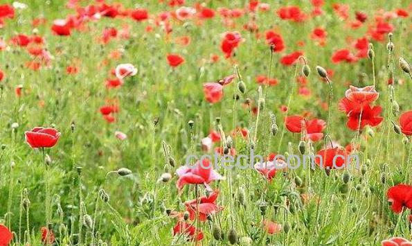 一点红的功效与作用 一点红怎么做好吃-0