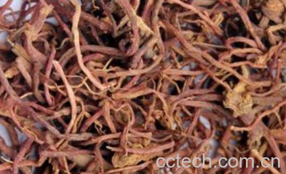 紫苑的作用与功效-0