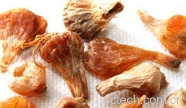 中药薤白的功效与作用-0