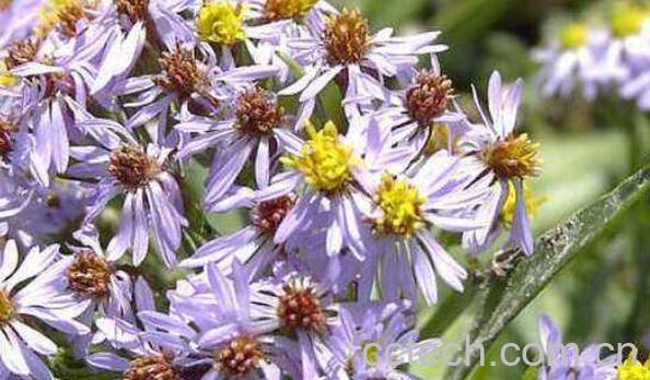 紫苑的作用与功效-1