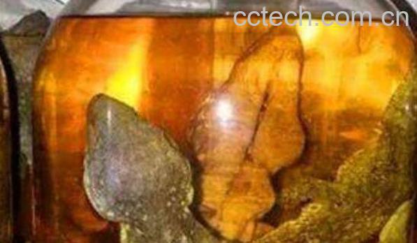 驴鞭蛤蚧酒的功效与作用-0