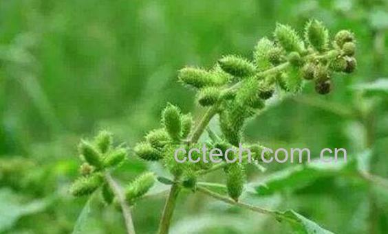 假苍耳草的功效与作用-1