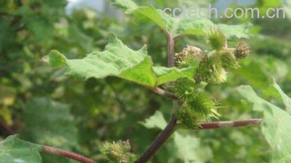 假苍耳草的功效与作用-0