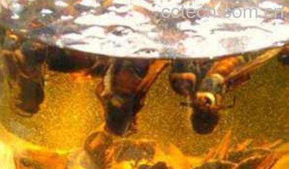 驴鞭蛤蚧酒的功效与作用-1