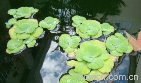 浮萍丸的功效与作用-1