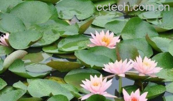 浮萍丸的功效与作用-0