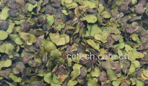 紫背浮萍的功效与作用-0