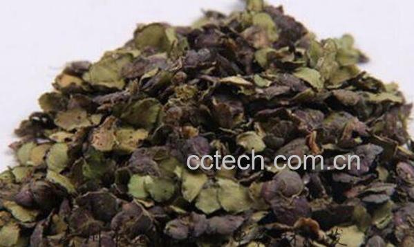 紫背浮萍的功效与作用-1