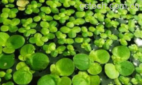 浮萍的功效与作用及药用价值-0