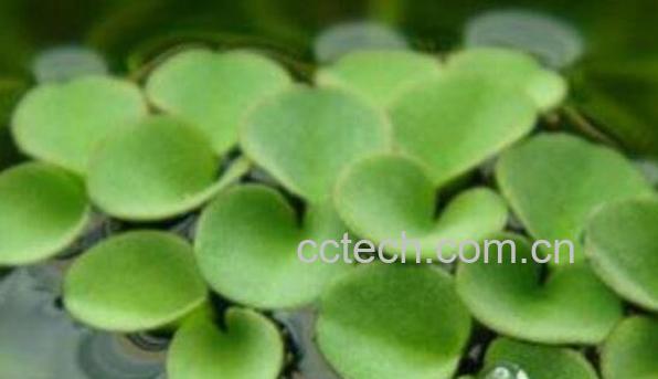 浮萍的功效与作用及药用价值-1