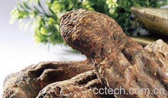 大芸的功效与作用-1