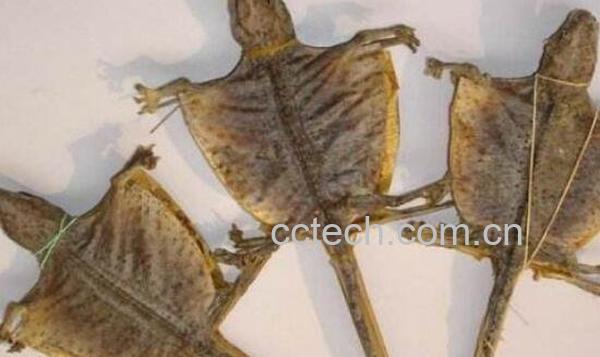 中药蛤蚧的功效与作用-0