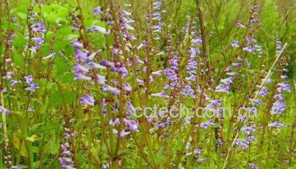 半枝莲的功效与作用 半枝莲的药用价值-1