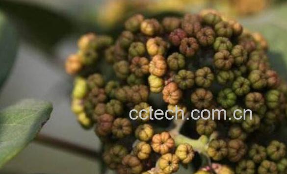 吴茱萸的功效与作用及药用价值-1