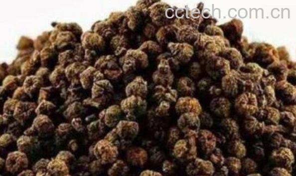 吴茱萸的功效与作用及药用价值-0