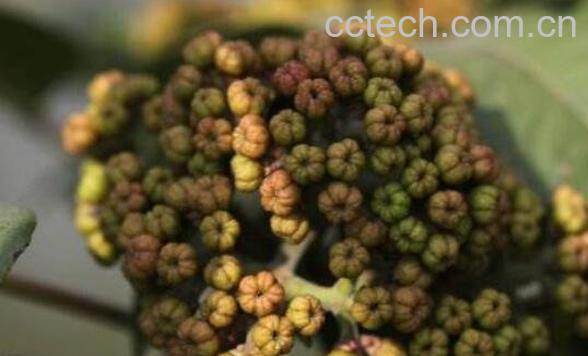 吴茱萸的功效与作用及食用方法-1