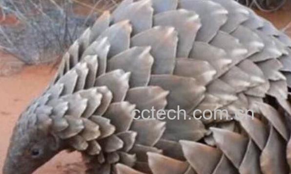 川山甲的功效与作用-0