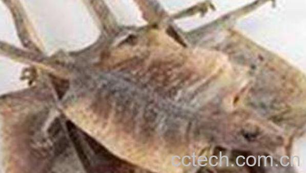 蛤蚧海马酒的功效与作用-0