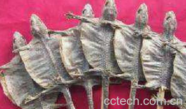 蛤蚧海马酒的功效与作用-1