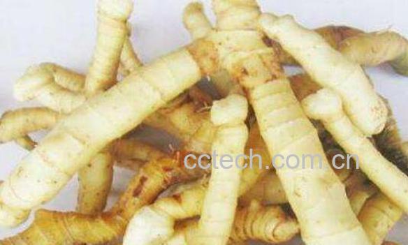 玉竹的功效与作用有哪些-0