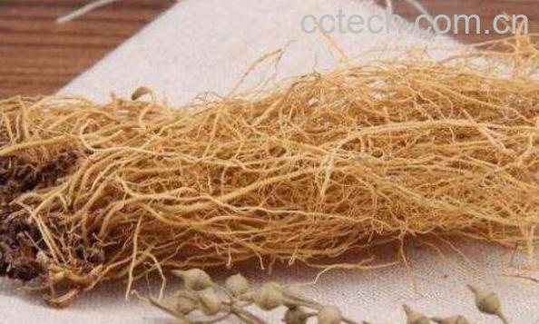 细辛的功效与作用及药用价值-0