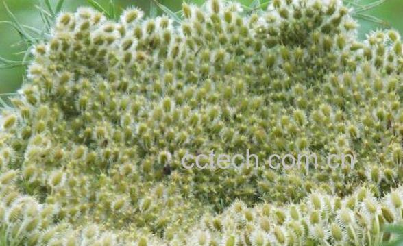 蛇床子的功效与作用及药用价值-1