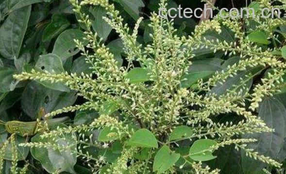 九龙藤的功效与作用 九龙藤的副作用-0