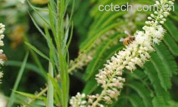 九龙藤的功效与作用 九龙藤的副作用-1