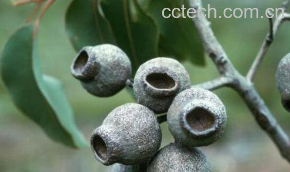 桉树果的功效与作用 桉树果的副作用-0